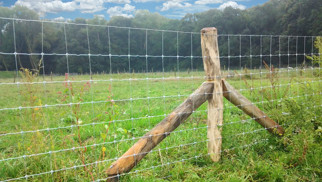 Schapengaas Licht, rol 50m¹