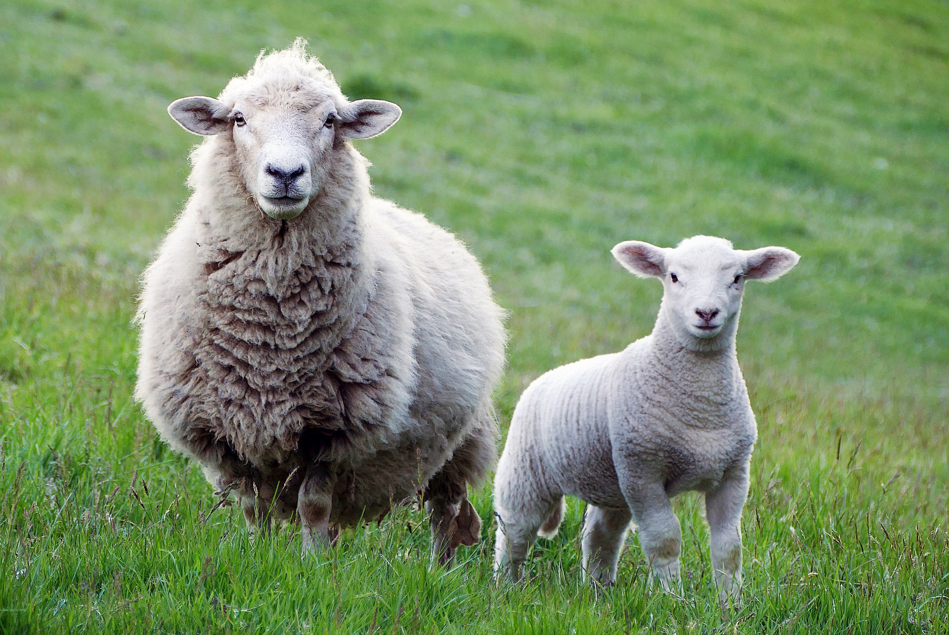 Sheep 2625347 1920 Spiegelb