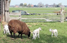 A Schapenhek Lammetjes Sat