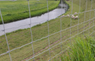 Schapengaas Hardeman
