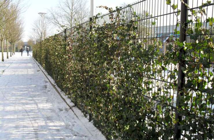 Dubbelstaafs Tuin1