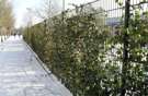 Dubbelstaafs Tuin1